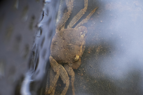 Narrow Tree Crab (Armases angustum)