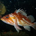 Copper Rockfish - Photo (c) Andrew Harmer, all rights reserved, uploaded by Andrew Harmer