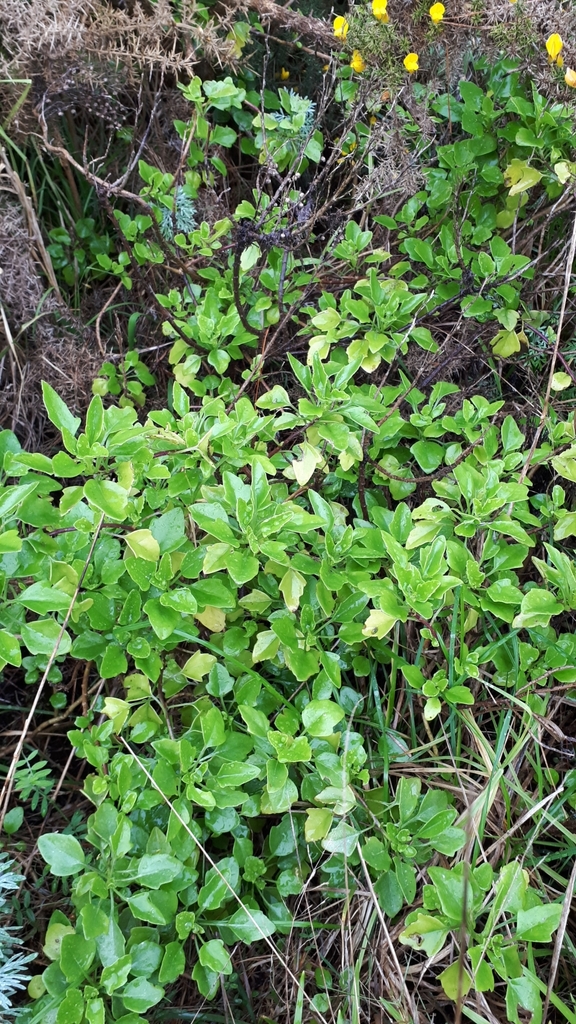 creeping groundsel from Unnamed Road, Tītahi Bay, Porirua 5022, New ...