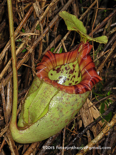 Nepenthes X alisaputrana
