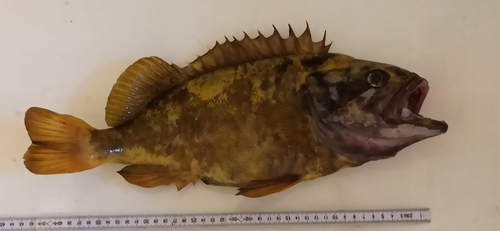 Gray rockfish