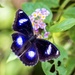 Mariposa Luna Azul - Photo (c) Ingo Moench, todos los derechos reservados, subido por Ingo Moench