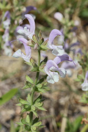 Salvia disermas L.