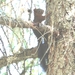 Italian Red Squirrel - Photo (c) Giovanni Fontana, all rights reserved, uploaded by Giovanni Fontana