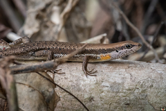 Trachylepis affinis image