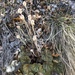 Heuchera glomerulata - Photo (c) danielfoxnm, todos los derechos reservados, subido por danielfoxnm