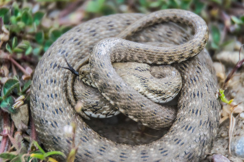 Tessellated Water Snake