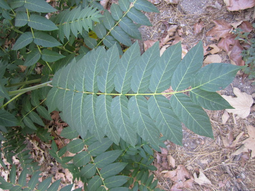 Southern California Walnut