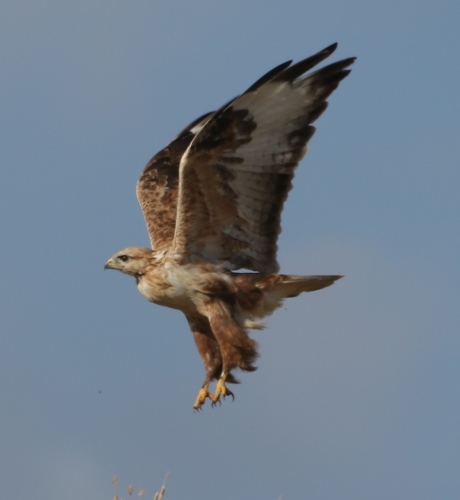 Upland Buzzard