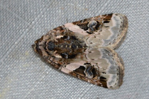 Pink-barred Pseudeustrotia Moth