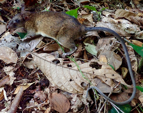 Sundaic Mountain Long-tailed Giant Rat (Leopoldamys ciliatus) — Least Concern Mammalia