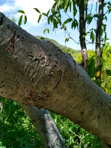 Bursera laxiflora