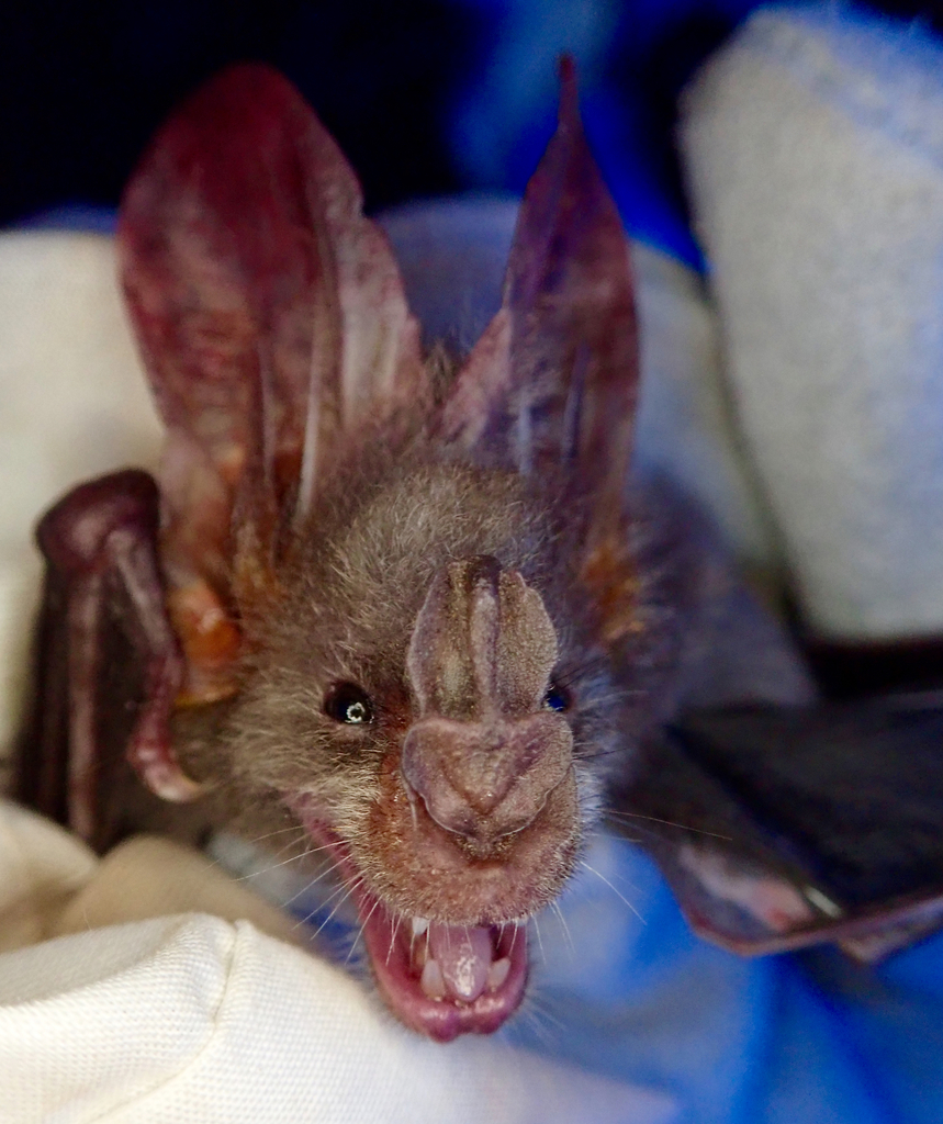 Lesser Vampire Greater False Vampire Bat