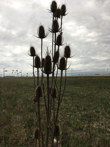 cutleaf teasel