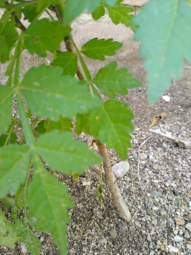Bursera laxiflora