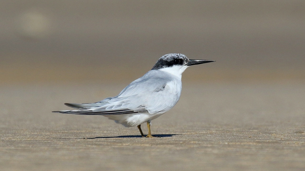 Damara Tern from Cape Recife Lighthouse (Est. 1849) on July 10, 2021 at ...