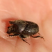 Onthophagus hecate hecate - Photo (c) Marjolaine Giroux, όλα τα δικαιώματα διατηρούνται, uploaded by Marjolaine Giroux