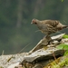 Monal-Partridges - Photo (c) Daniel Danckwerts, all rights reserved, uploaded by Daniel Danckwerts