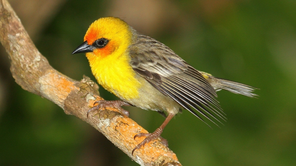Rodrigues Fody (Foudia flavicans) photo