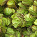 Salvinia - Photo (c) WK Cheng, all rights reserved, uploaded by WK Cheng
