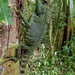Gonocephalus doriae brevis - Photo (c) Matt Brady, todos los derechos reservados, subido por Matt Brady