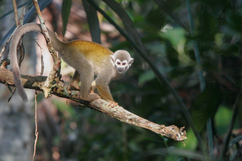 Humboldt’s Squirrel Monkey