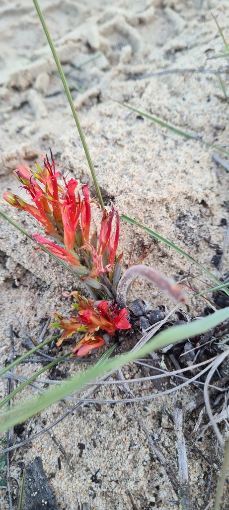 Mini Rat-tail Bobbejaantjie from West Coast, ZA-WC, ZA on August 28 ...