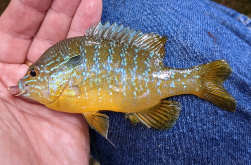 Gulf Longear Sunfish
