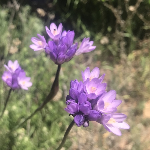 iNaturalist observation photo of blue dicks