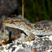 Korero Gecko - Photo (c) Tony Jewell, all rights reserved, uploaded by Tony Jewell