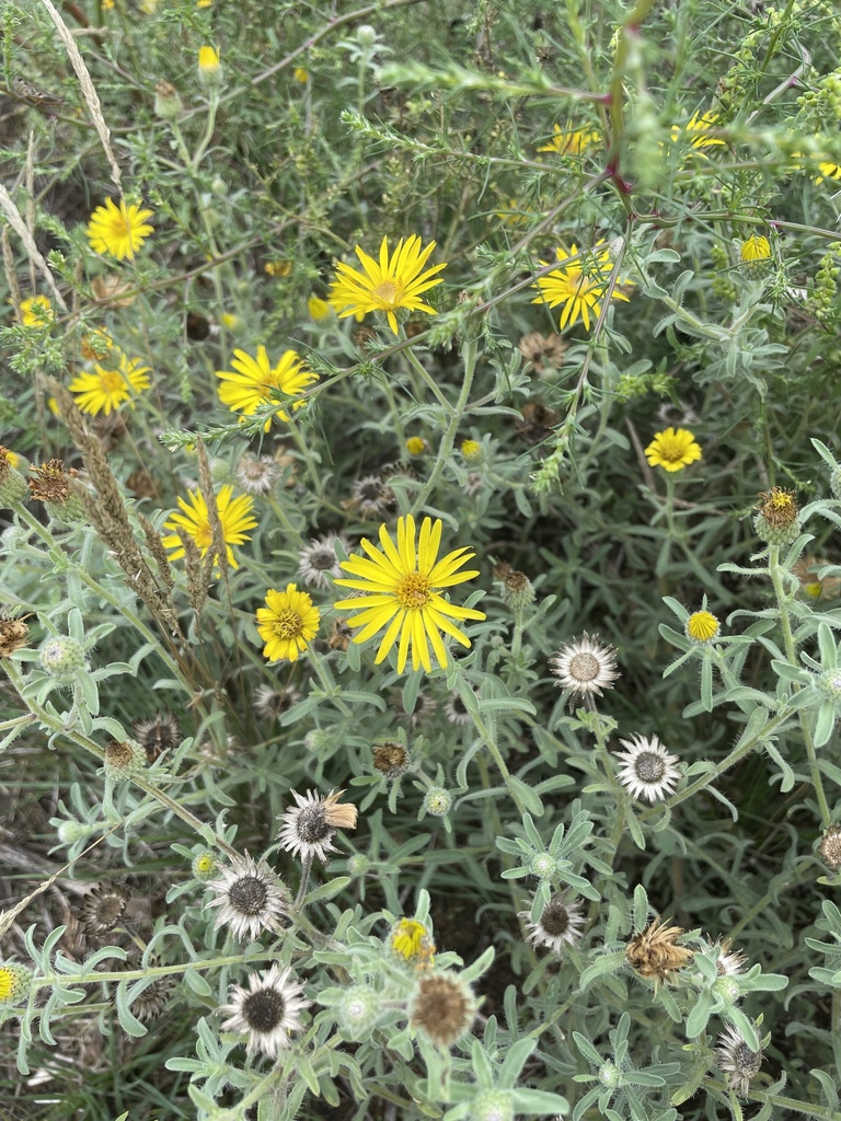 Hairy False Goldenaster from Sherburne National Wildlife Refuge ...