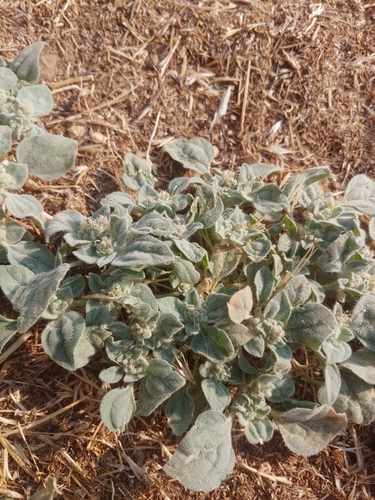 iNaturalist observation photo of turkey mullein