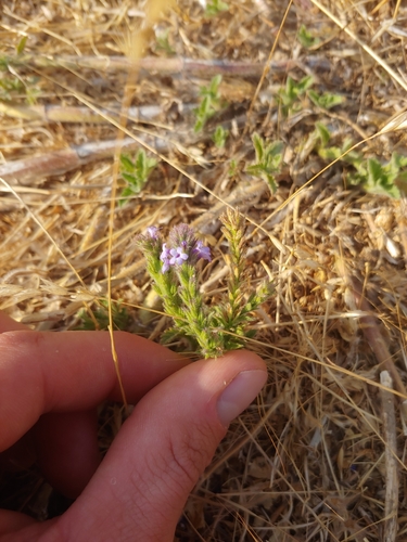 iNaturalist observation photo of western vervain