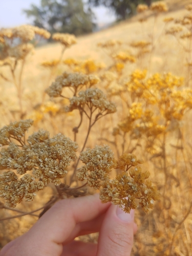 iNaturalist observation photo of common yarrow