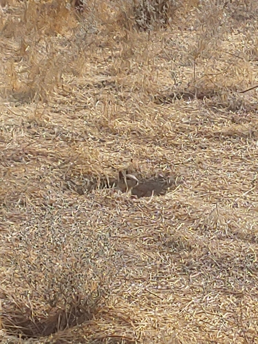 iNaturalist observation photo of California Ground Squirrel