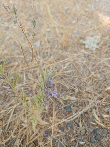 iNaturalist observation photo of Vinegar Weed