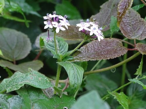Pentas zanzibarica
