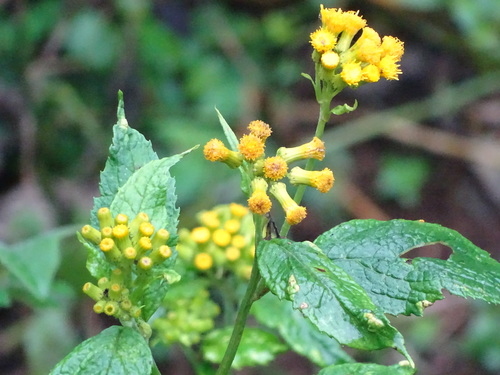 Crassocephalum montuosum