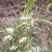 Grevillea parviflora parviflora - Photo (c) deborahec, todos os direitos reservados