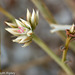 Hermbstaedtia spathulifolia - Photo (c) Ruth Ripley, kaikki oikeudet pidätetään, lähettänyt Ruth Ripley