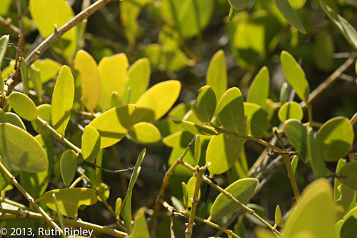 toothbrush tree (Salvadora persica)  iNaturalist