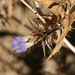 Desert Lashes - Photo (c) Ruth Ripley, all rights reserved, uploaded by Ruth Ripley