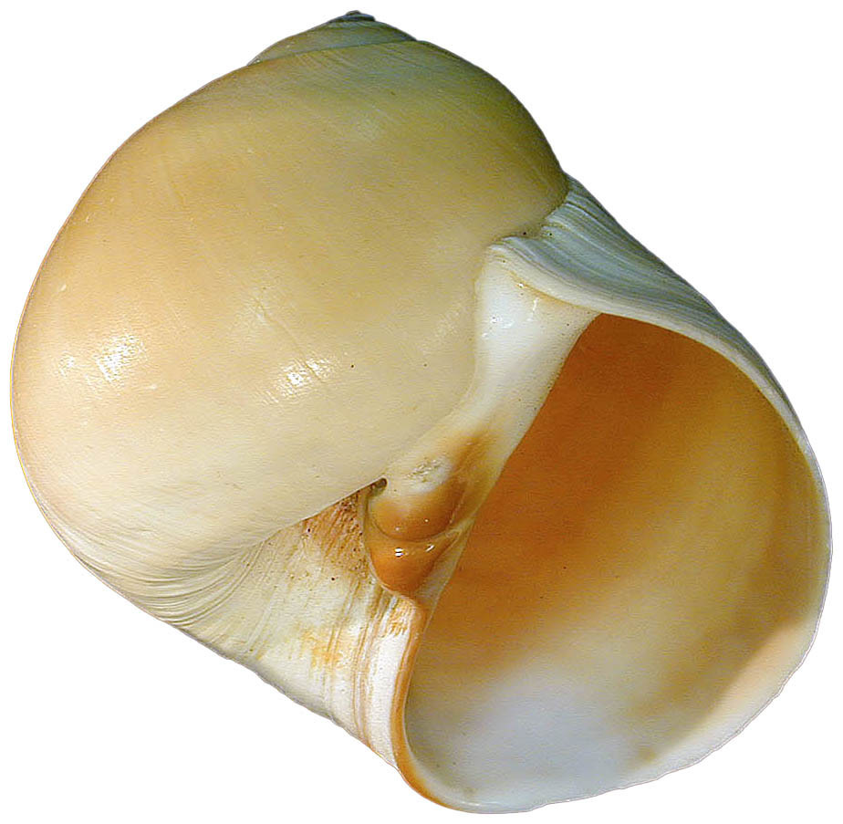 Bladder Moon Snail (Molluscs of Port Phillip Bay) · iNaturalist