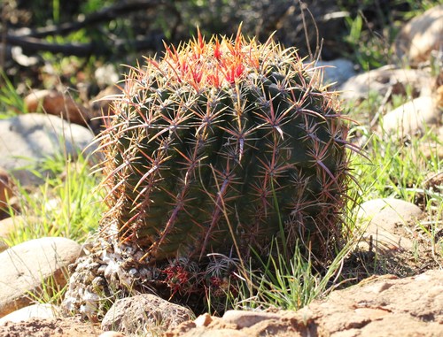 San Diego Barrel Cactus