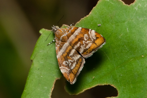 Choreutis orthogona (Meyrick, 1886)