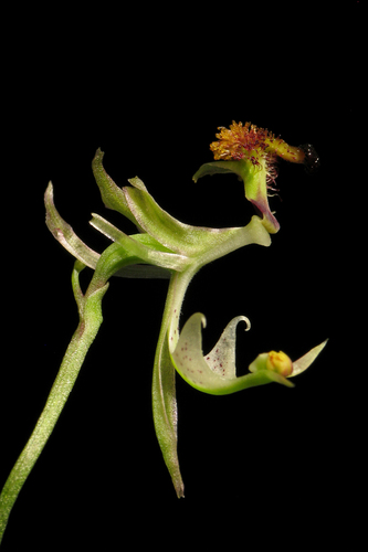 Robust elbow orchid (Arthrochilus latipes)