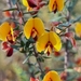 Showy Bossiaea - Photo (c) Richard Dimon, all rights reserved
