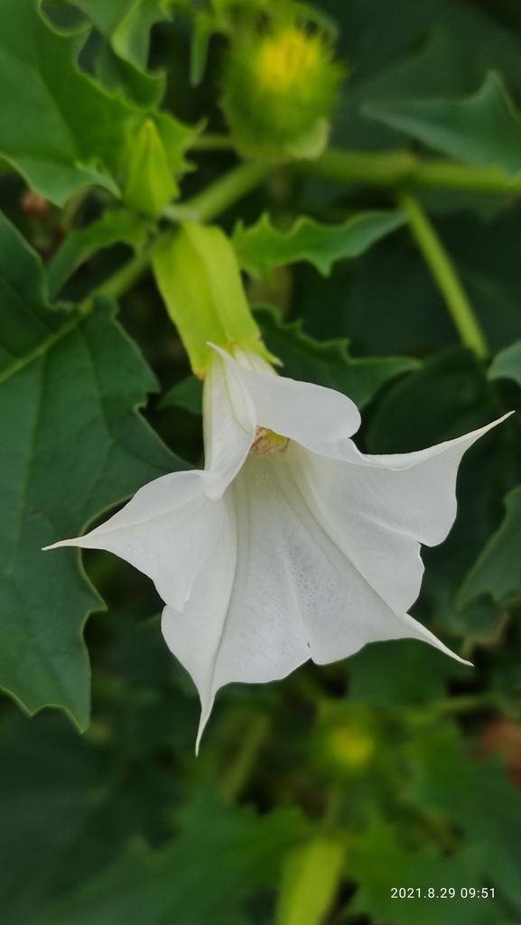 Datura stramonium