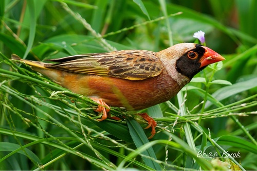 Red-billed Quelea