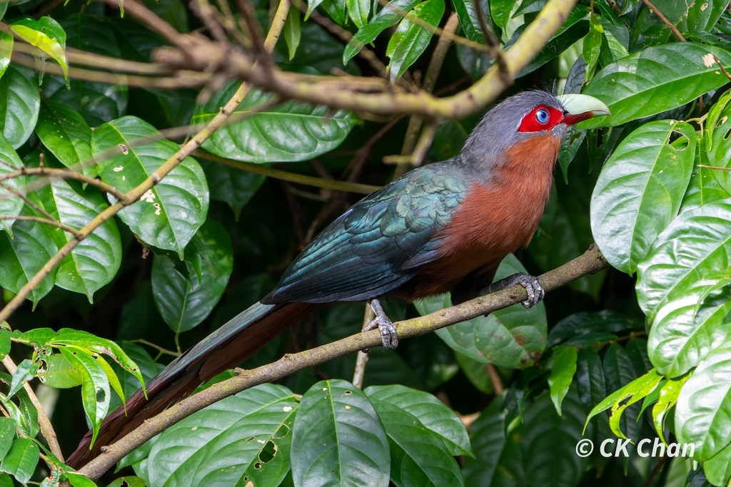 Chestnut-breasted Malkoha (Phaenicophaeus curvirostris) photo